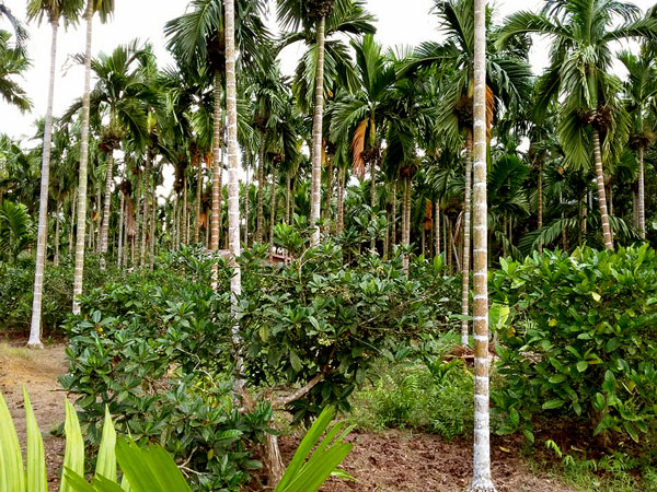 liberica-orchard